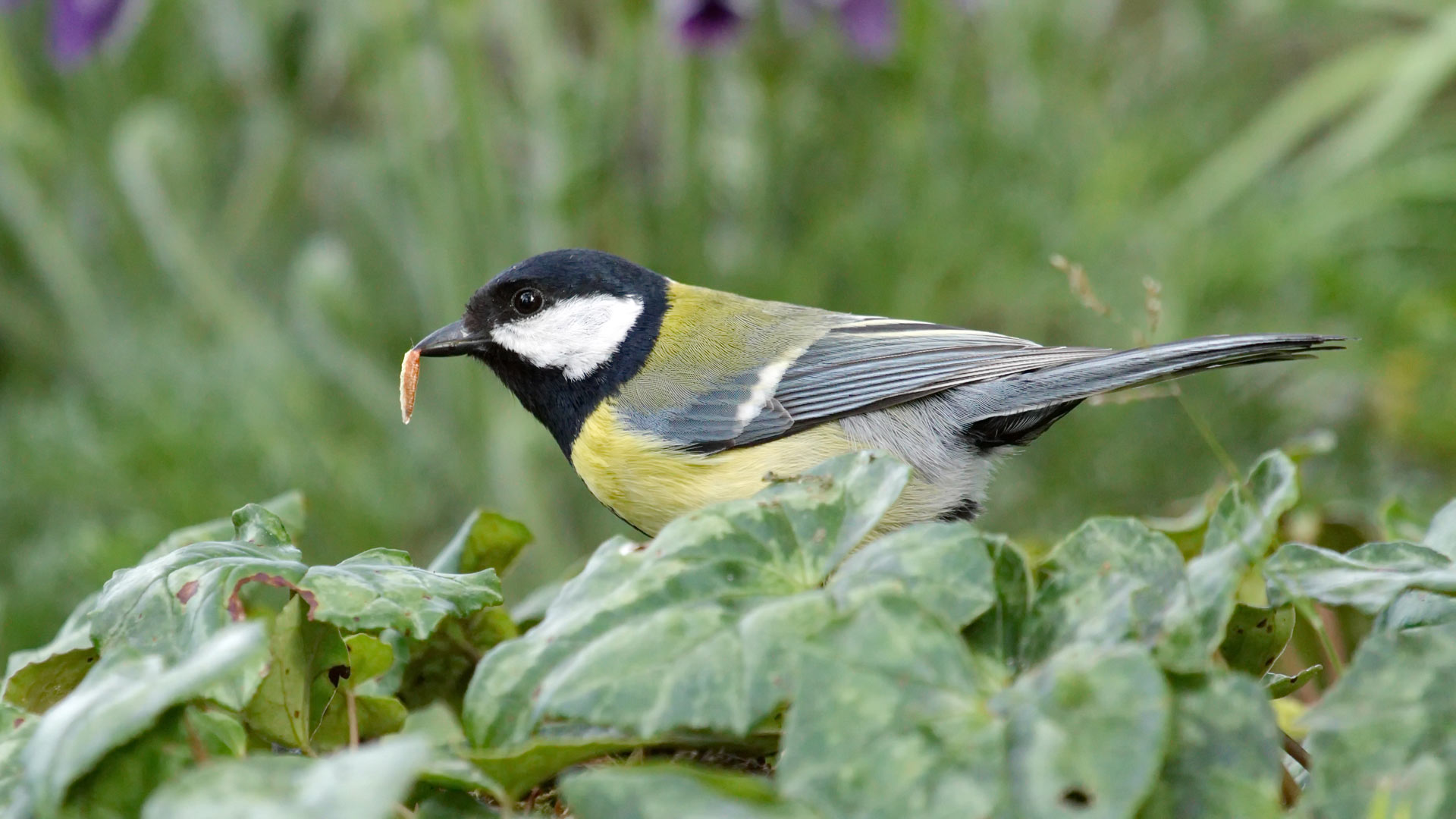 Coal tit (periparus ater) bird eating a worm behind green leaves