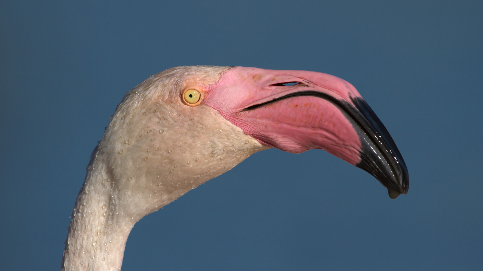 Greater flamingo, phoenicopterus roseus, portrait in Camargue, France