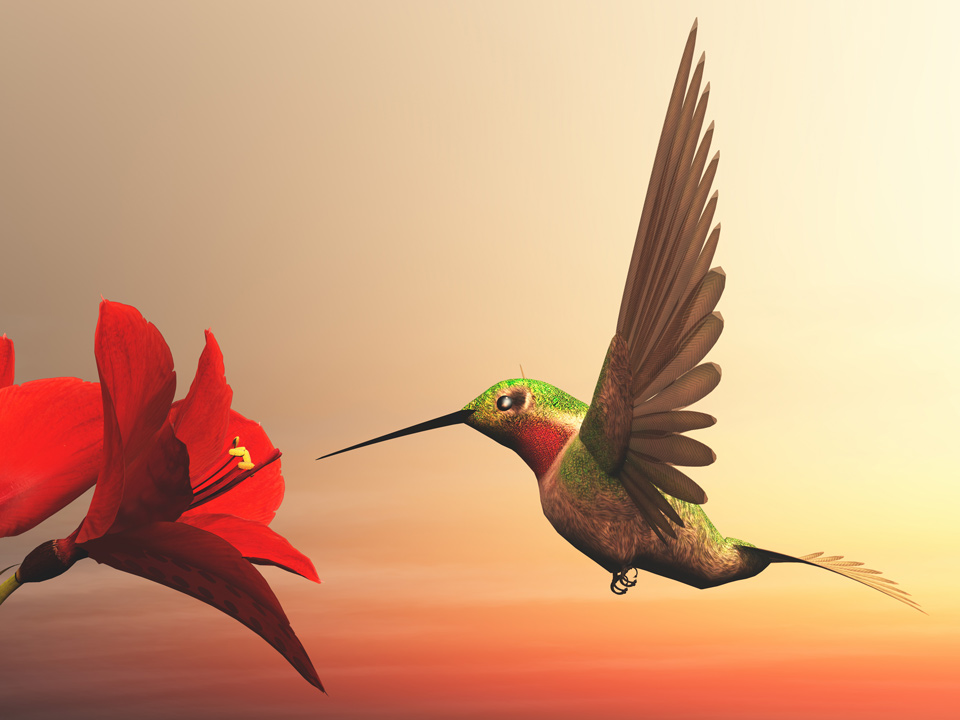 Ruby-throated hummingbird – 3D render