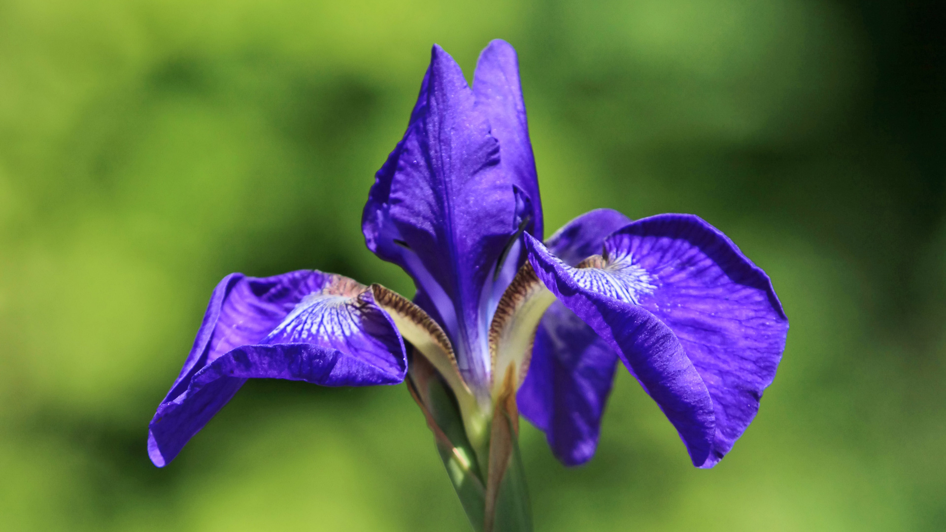 Close up on bluish purple japenese iris also known as kaempferi iris or ensata iris.
