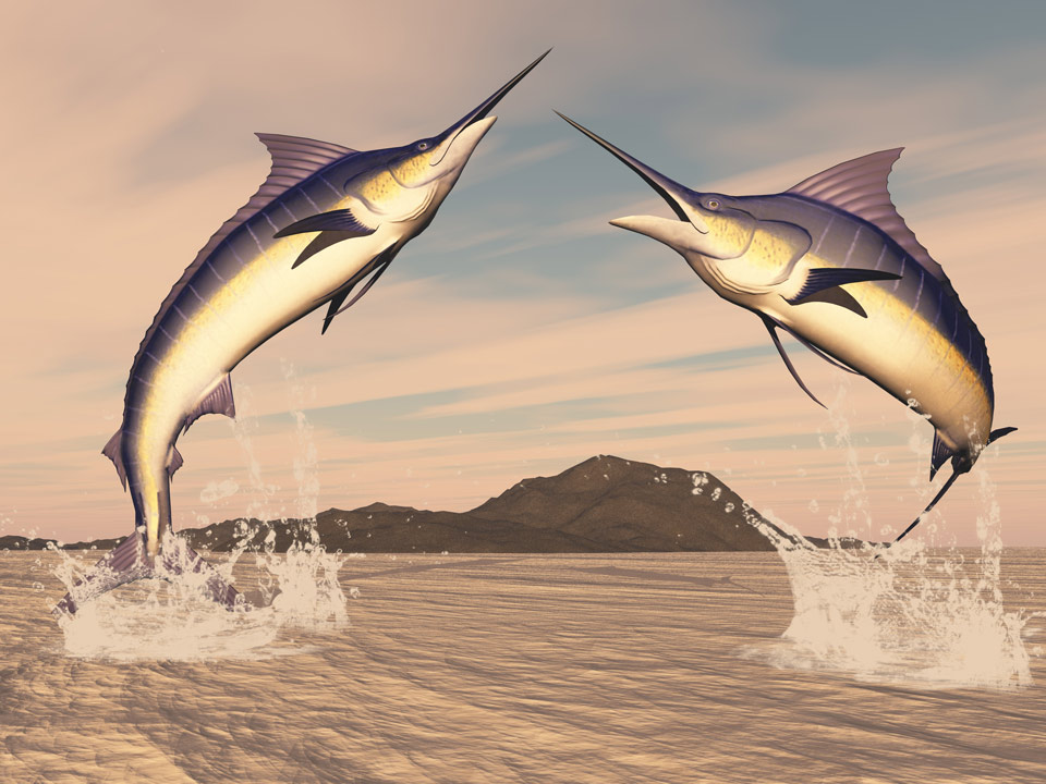 Marlin fishes danse by sunset - 3D render
