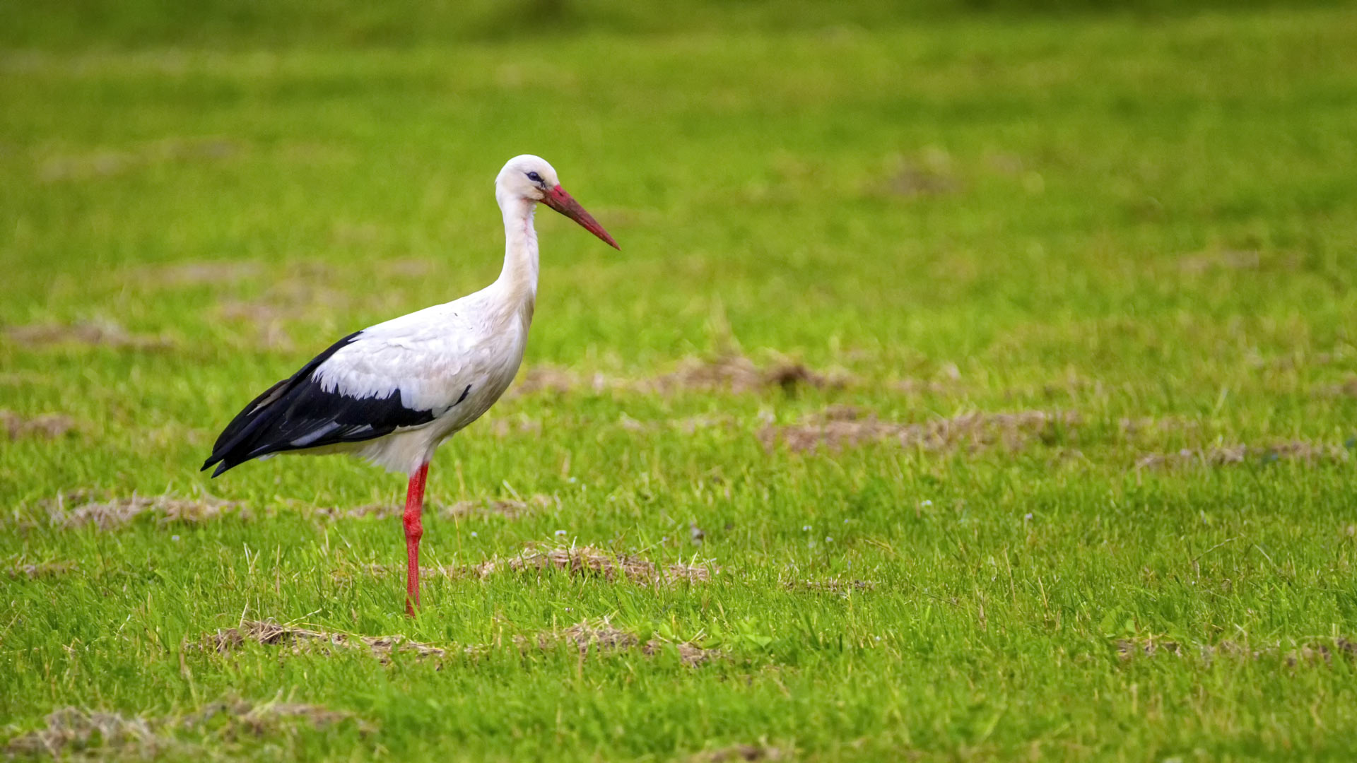 European white stork, ciconia, standing in a green meadow